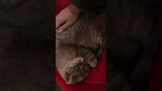 2018.12.3 今日のらにとぽんず。ねむねむらに。いびきかいてる。ぽんずはわちゃわちゃ。