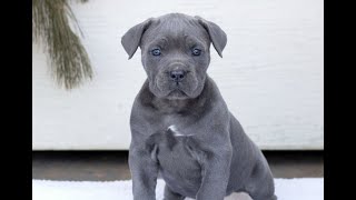 Video preview image #1 Cane Corso Puppy For Sale in HONEY BROOK, PA, USA