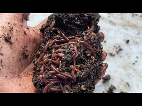 Worm Breeding Bin Maintenance