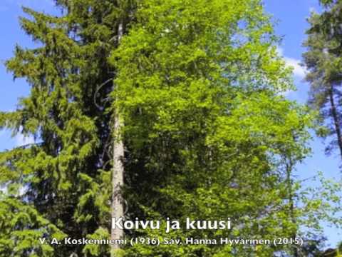 Koivu Ja Kuusi - Hanna Hyvärinen
