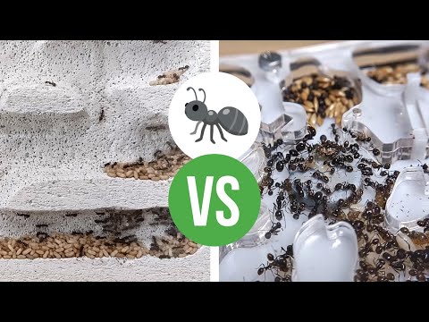 Ytong vs Acrilico - Qual è il Migliore per un Nido di Formiche?