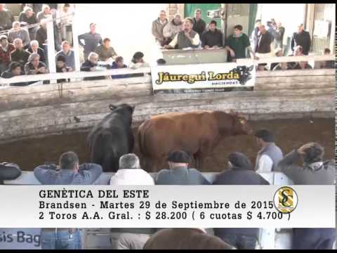 29-09-15 Venta de Toros y Vaquillonas Angus - Genètica del Este - Brandsen.
