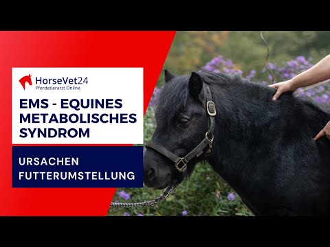 EMS - Equines Metabolisches Syndrom: Ursachen und Futterumstellung