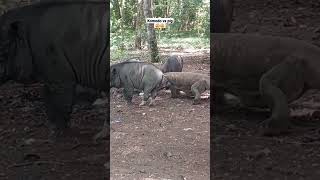 Download lagu cara terbaru komodo dragon menerkam mangsanya?? #viralshort #pig #shortvidio #animals mp3