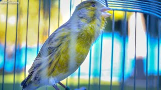 Download lagu Spanish Timbrado canary song. A beautiful morning in the garden - Canary Training Song mp3