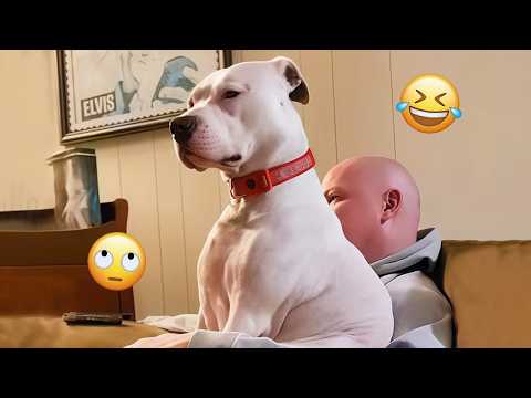 I'm 101% SURE that you will LAUGH EXTREMELY HARD- Funny Dog 2026 #255