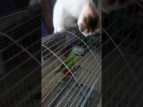 biraul jhakhand Tiya Pakhi Sathi 🥱😛😛😛😛