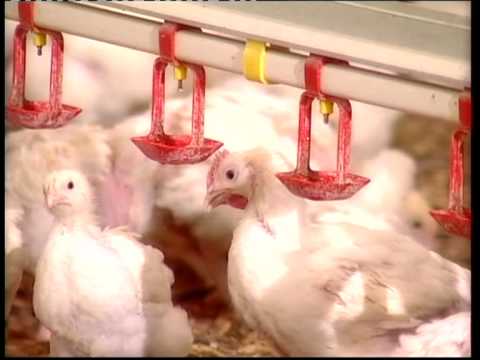 Can bala pop group and Xeyale Manafli - cucelerim