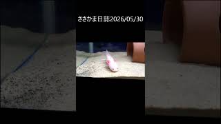 ささかま日誌20260530　♯ウーパールーパー