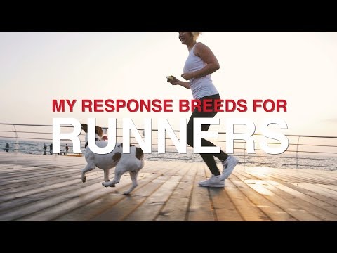 YouTube video about: Are border collies good running dogs?