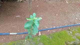 Download lagu kita mp3 Download lagu kita mp3