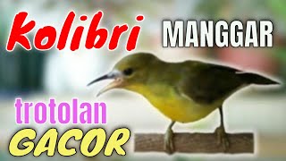 Download lagu Suara burung kolibri manggar trotol gacor | pancingan korlap trotolan gacor mp3
