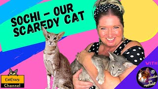 Oriental Shorthair cats - here's our Sochi - 😻 CatCrazy