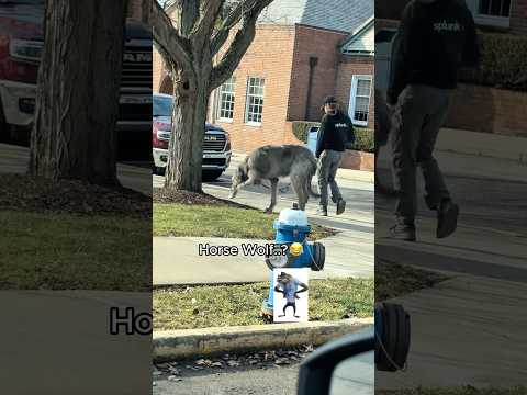 Giant dog think he’s a tiny puppy 🐶 #dog #bigdog #puppy #fyp #pets