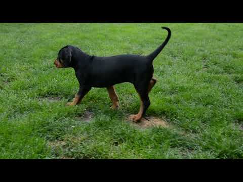 Transylvanian Hound puppy for sale