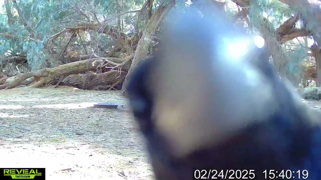 S3E11: When a raven decides to pick on the wildlife camera