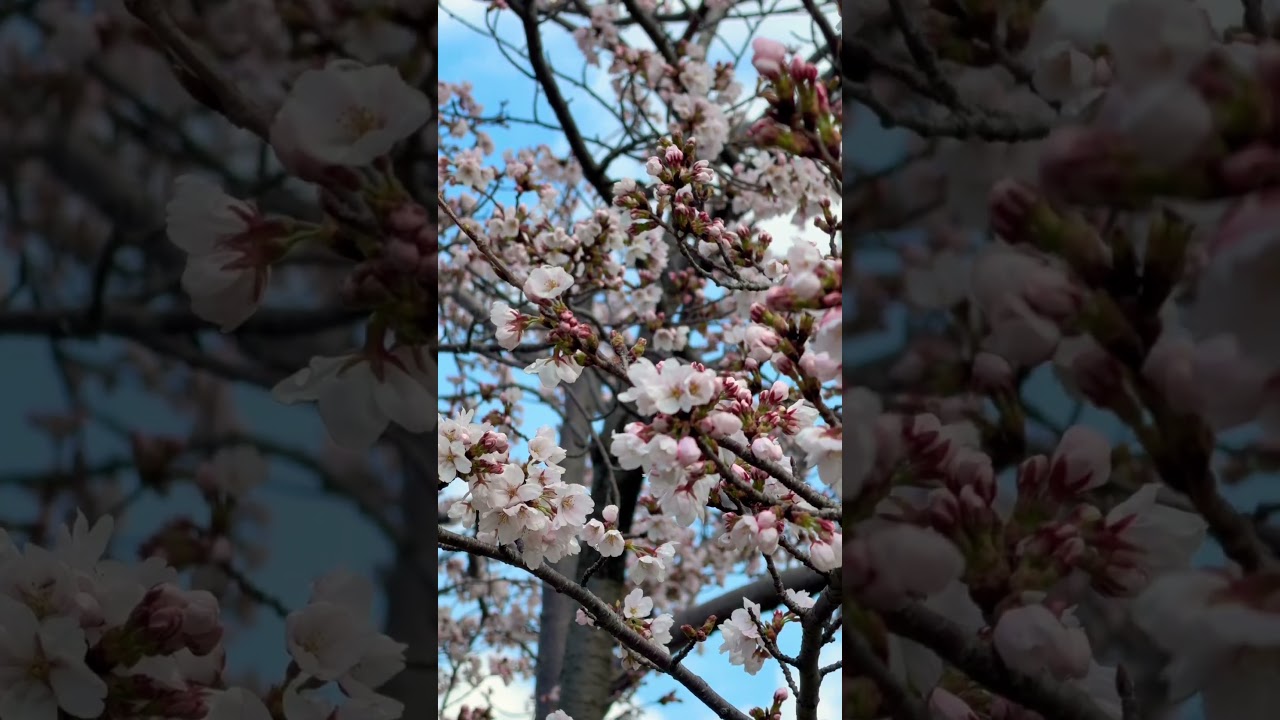 မောင်တို့ချယ်ရီမြေ #ချယ်ရီ #cherryblossom  #japan #ချယ်ရီပန်း #ချယ်ရီမြေ