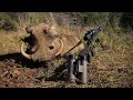 Warthog Hunting In The Winterberg Mountains Vermin Control