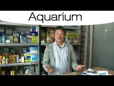 comment nettoyer algues aquarium