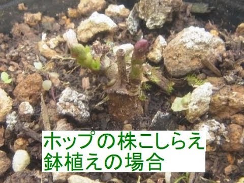 ホップ 植物