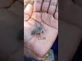 Cute Baby Mouse Chuha Ka Bachha