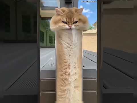 The Terrifying Truth About Cats Stuck in Pipes 😱#shortvideo