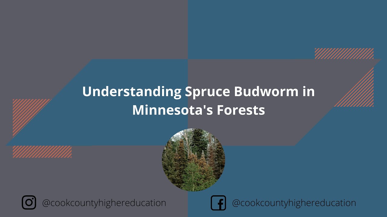 Understanding Spruce Budworm in Minnesota's Forests