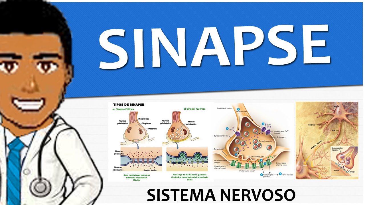 Sistema Nervoso 05 - Sinapses - Tipos, neurotransmissores e receptores  (Vídeo-aula)