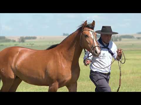 Lote 02 - Basca Lagrima TE