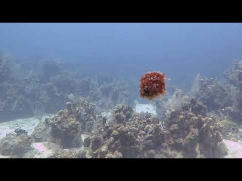 Free swimming anemone in Roatan, Honduras