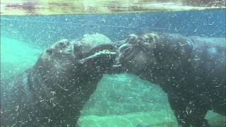 Hippos Reunited After Two Years Apart