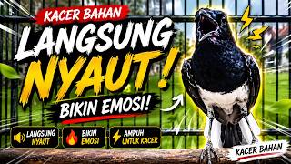 Download lagu SUARA PANCINGAN KACER PALING AMPUH BIKIN KACER NAIK EMOSI SEKETIKA mp3