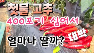 첫물 400포기 심어서 얼마나 딸까 ? 고추 빨리 따는법 고추재배법