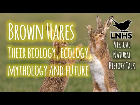 Brown Hares: Their Biology, Ecology, Mythology & Future
