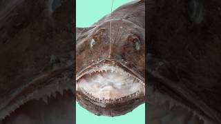 I Tried Monkfish #seafood #lobster #monkfish