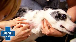 Dog's Deadly Tick Bite Is Attacking Body Fast | Bondi Vet Double Episode