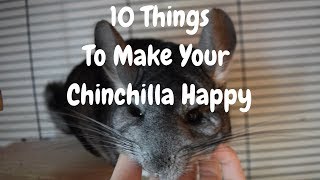 10 Things You Can Do To Keep Your Chinchilla Happy