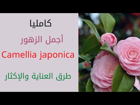 , title : 'نبات الكامليا و طرق العناية والاكثار Camellia japonica'