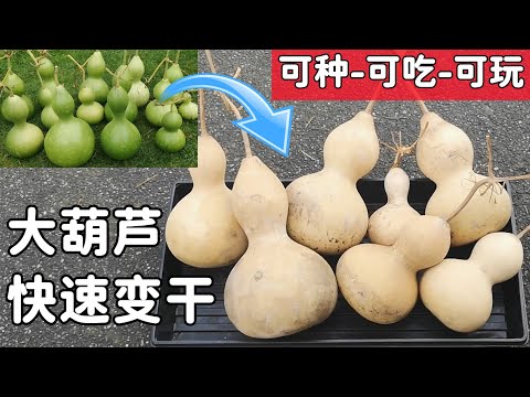 葫蘆發黴