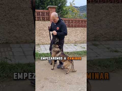 Caminar con el perro a tu lado #adiestramiento #ryocan #perros