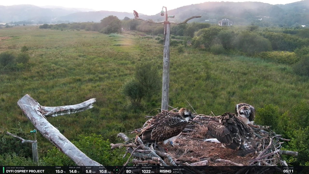 Live webcam view of Dyfi Osprey Nest Cam