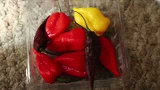 Ghost Pepper Time