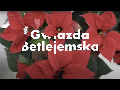 Gwiazda Betlejemska - jak dbać, podlewać, nawozić, gdzie kupić
