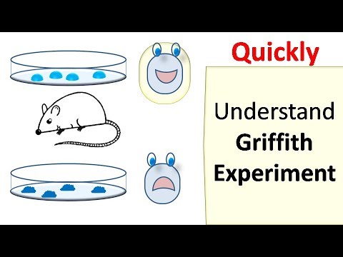 Griffiths Experiment