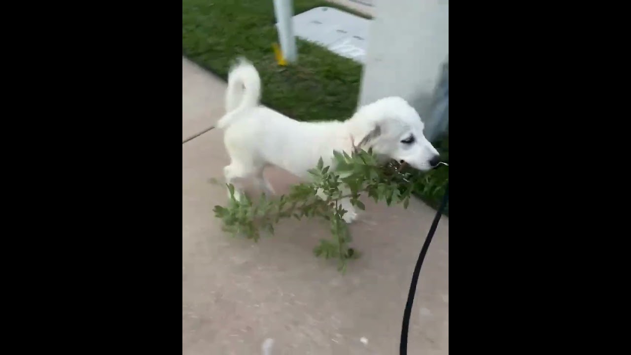 Enlarge Sparky in FL - Loves French Fries & Toys!, an adopted Great Pyrenees in Orlando, FL video 4/4