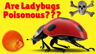 Are Ladybugs Poisonous - Do Ladybugs Bite - How to Get Rid of Ladybugs