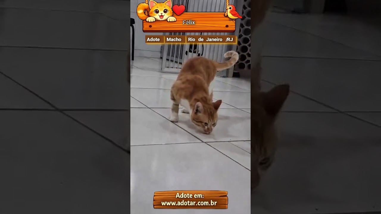 Gato raça SRD-ViraLata idade 4 anos nome Félix