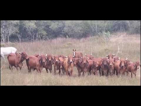 Indubrasil Vermelho da Faz. Floresta, Pinhão, Sergipe. #indubrasil #gado #zebu #pecuaria #indubrazil