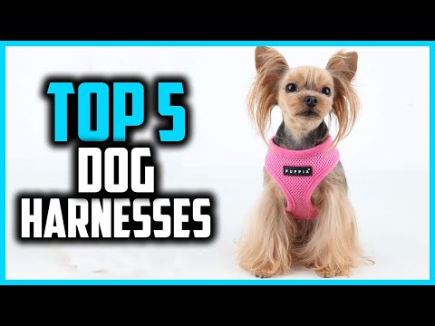 Top 5 Best Dog Harnesses- Ultimate Guide