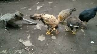 Download lagu Monyet vs Ayam rebut makan mp3